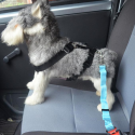 Pet Vehicle Safety Chest Strap Soft Oxford Mesh Dog Car Seat Belt Harness For Medium small Dogs