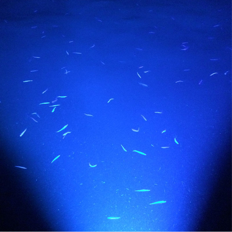 2pcs-10W-Black-Marine-Yacht-RV-Courtesy-Lamp-Underwater-Light-Blue-LED-Floodlight-IP68-1688822