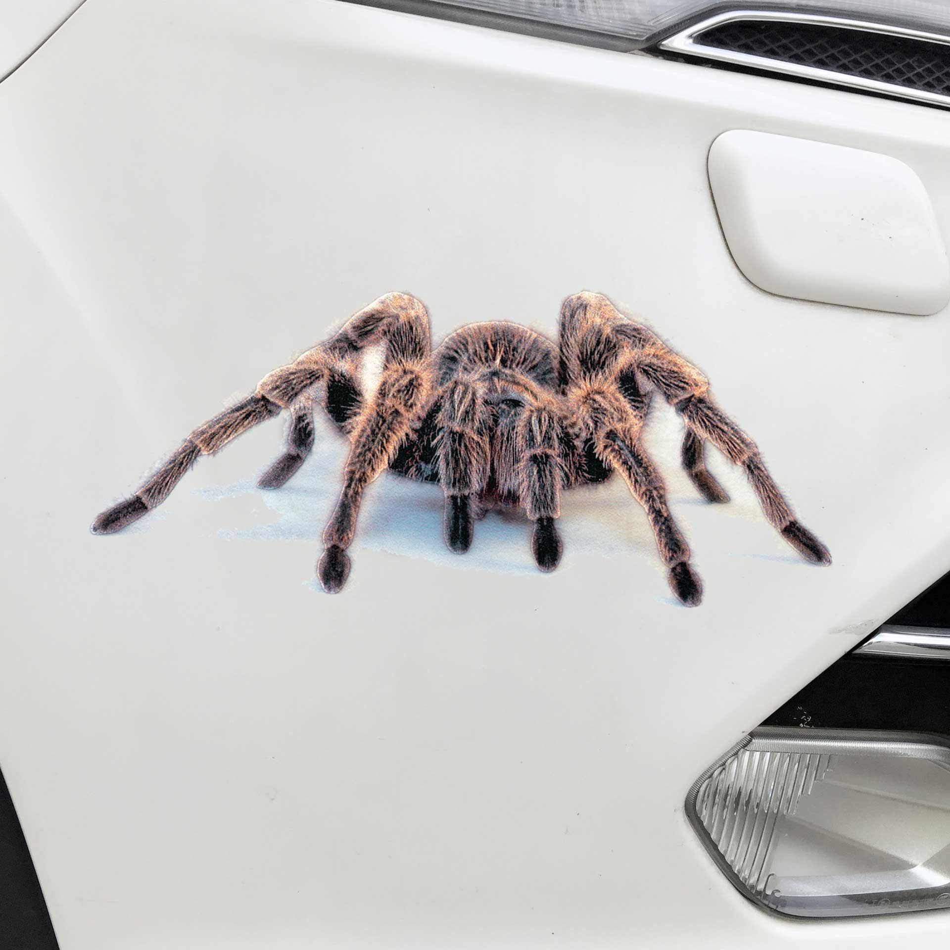 Spider-lizard-3D-Animal-Emulation-Truck-Trailer-Room-Window-Door-Car-Stickers-Decals-1274208